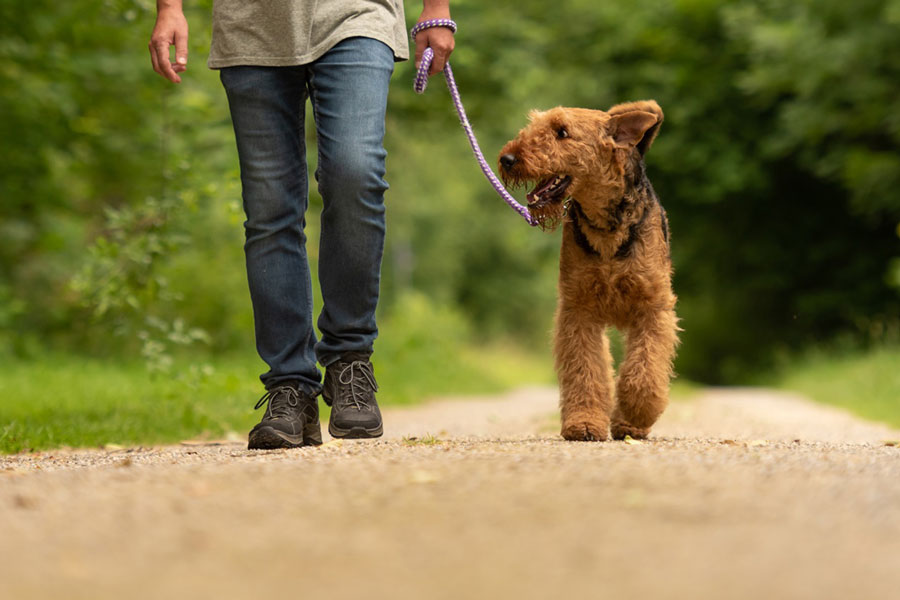 A dog and its owner walking on a countryside footpath