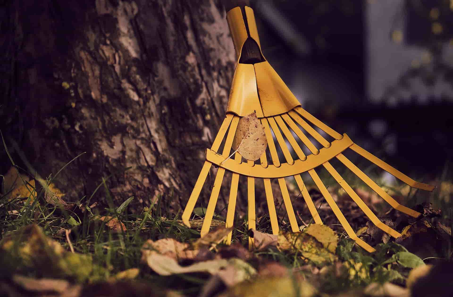 A garden rake propped up against a tree with autumn leaves on the ground