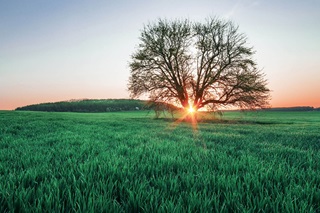 Rural landscape with a large tree and the sun setting in the background
