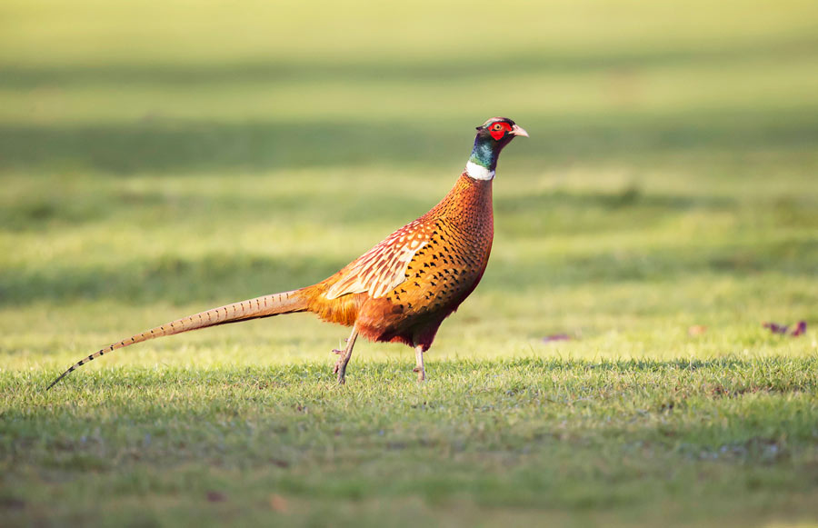 Side view of a cock pheasant in a rural setting