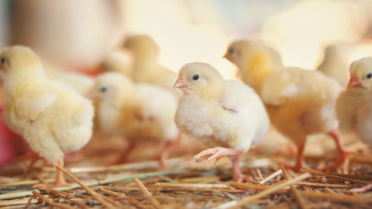 Several little yellow chicks at a farm