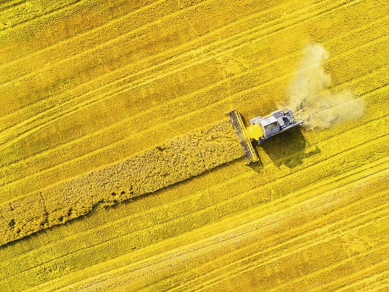 Combine harvester in field harvesting wheat crop