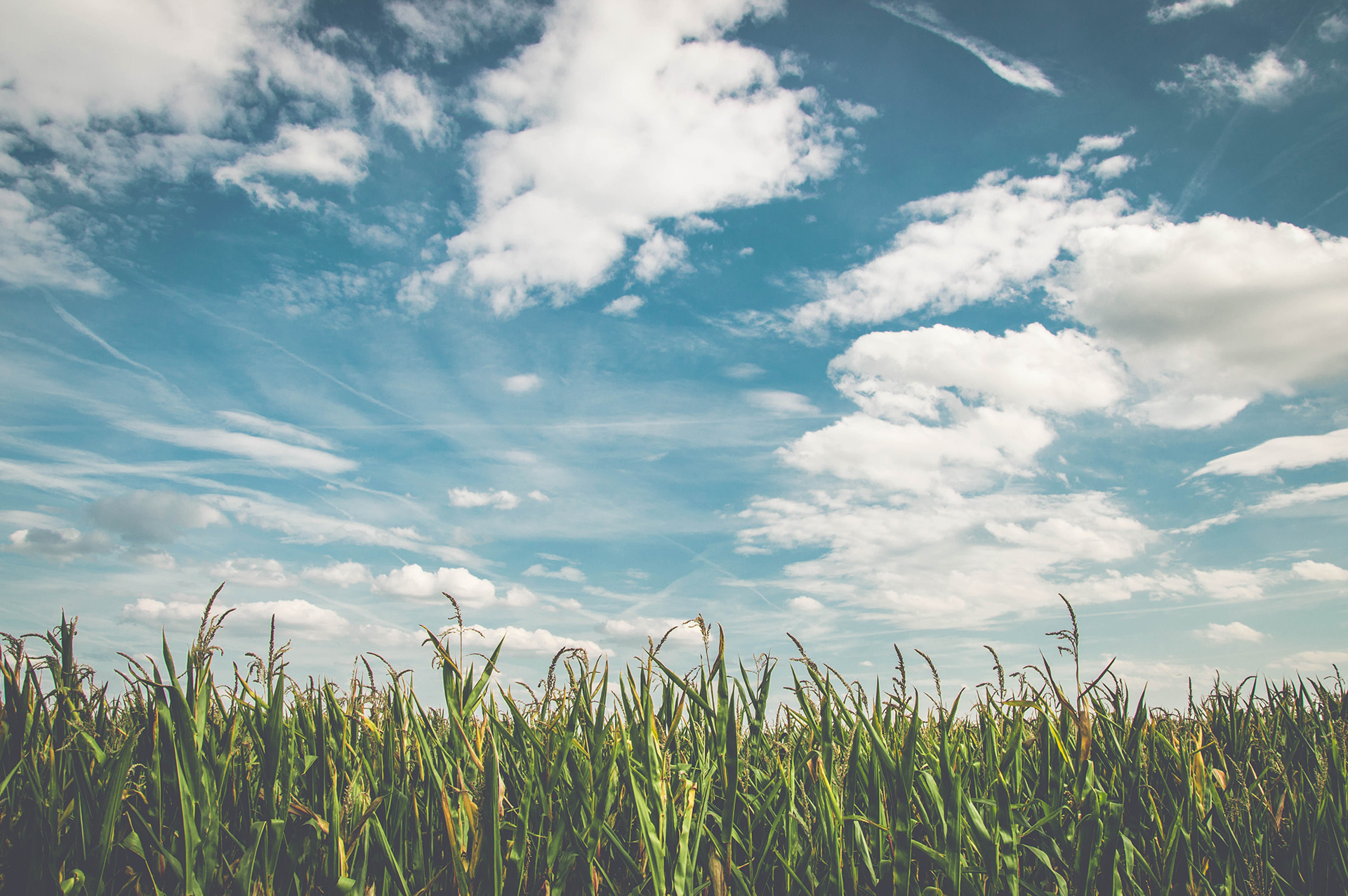 Grass sprouting beneath a bright blue sky with clear clouds   
