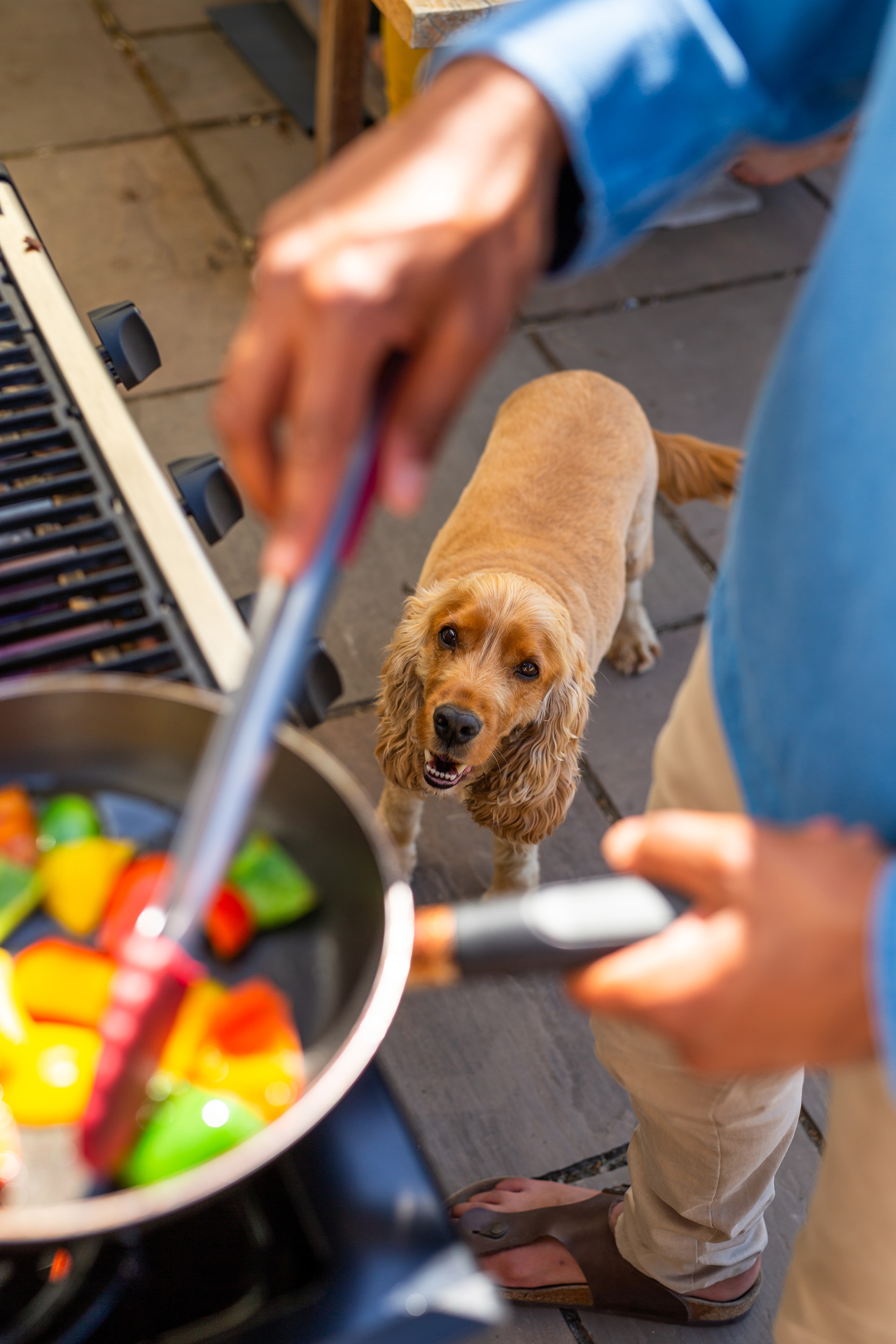 A dog looking up at food being cooked on the BBQ