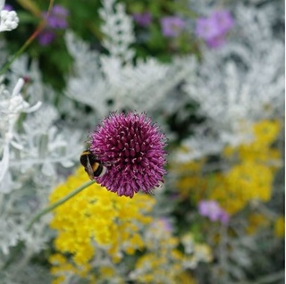 Image of flower and bee 