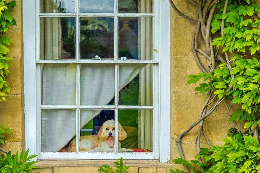 A dog with floppy ears sitting in a window of a yellow house, looking out, towards the camera which is outside the house