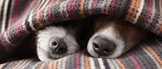 Two cosy dogs sleeping underneath a blanket